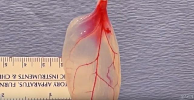 Nauènici pretvorili list spanaæa u ljudsko srèano tkivo